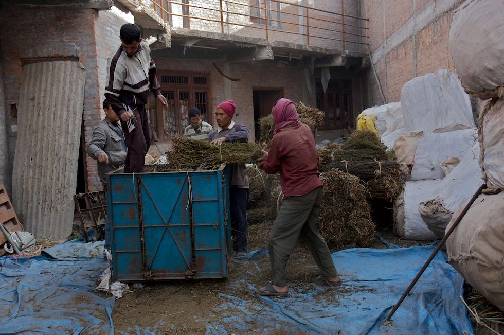 Preparing Swertia chirayita for transport | © Martin Saxer 2008